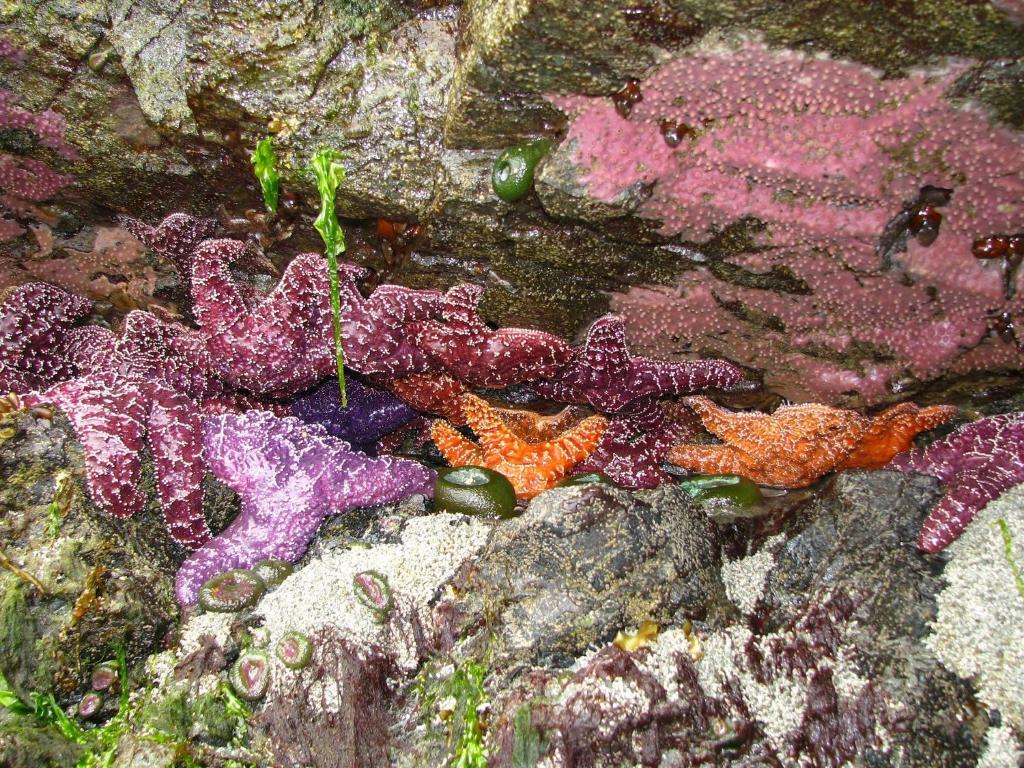 Little Beach Resort Ucluelet Bagian luar foto